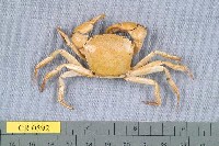 藏品(阿氏強蟹)的圖片